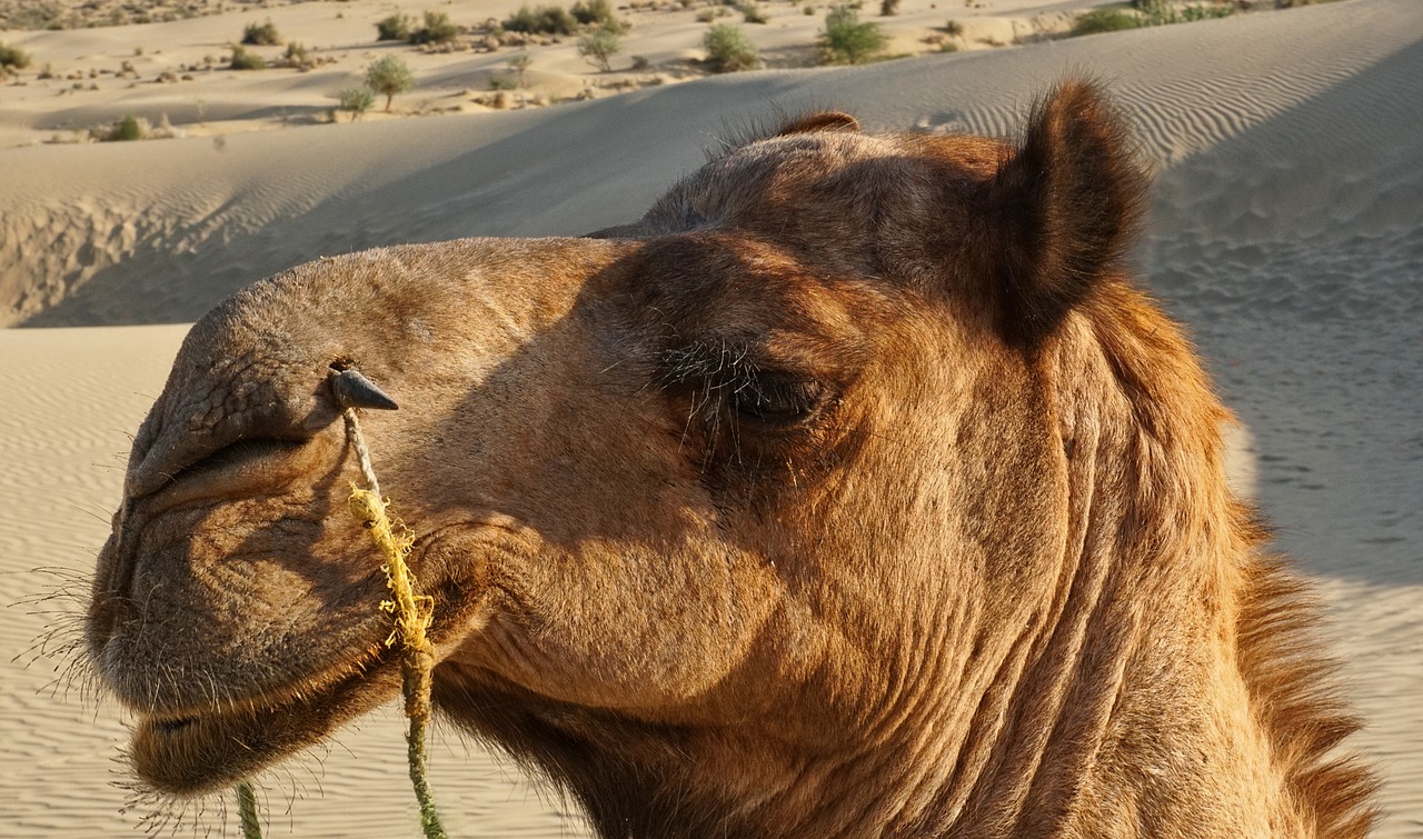 Taguant et Adrar